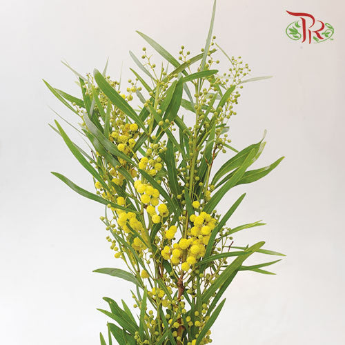 Mimosa Dried - Per Bunch-Import-prflorist.com.my