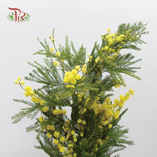 Mimosa Floribunda Yellow - (Per Bunch)-Yellow-Import-prflorist.com.my