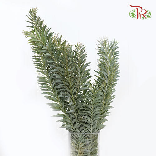 Mimosa Silver Moon - (Per Bunch)-Import-prflorist.com.my