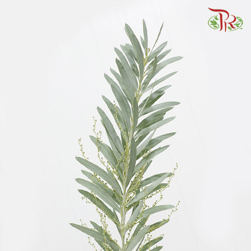 Mimosa Silver Moon - (Per Bunch)-Import-prflorist.com.my