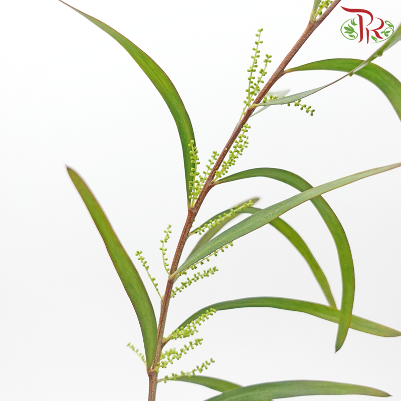 Mimosa - Yellow (Per Bunch)-Yellow-China-prflorist.com.my