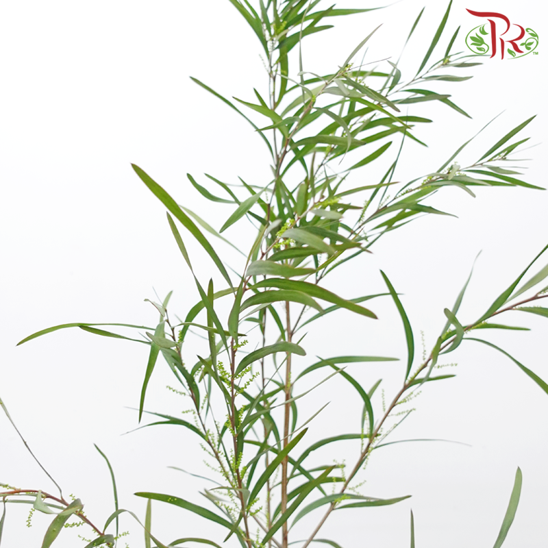 Mimosa - Yellow (Per Bunch)-Yellow-China-prflorist.com.my