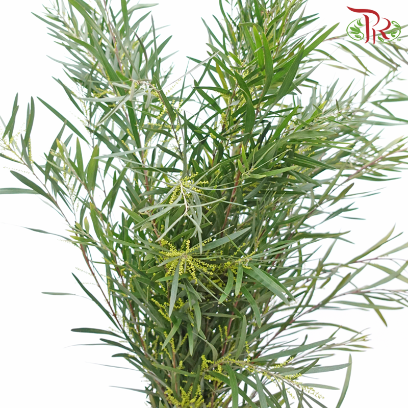 Mimosa - Yellow (Per Bunch)-Yellow-China-prflorist.com.my