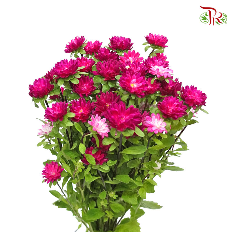 Mini Aster - Dark Pink (5 stems)-Import-prflorist.com.my