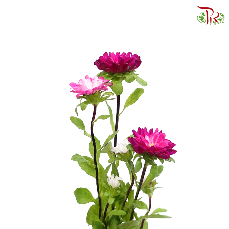 Mini Aster - Dark Pink (5 stems)-Import-prflorist.com.my