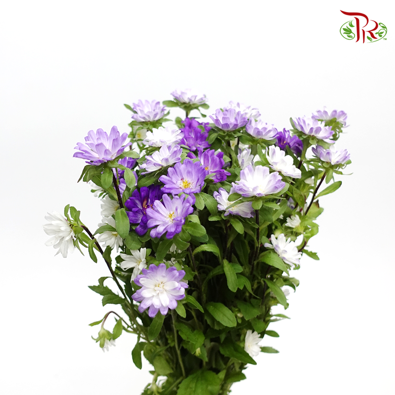Mini Aster- Purple (5 stems)-Import-prflorist.com.my