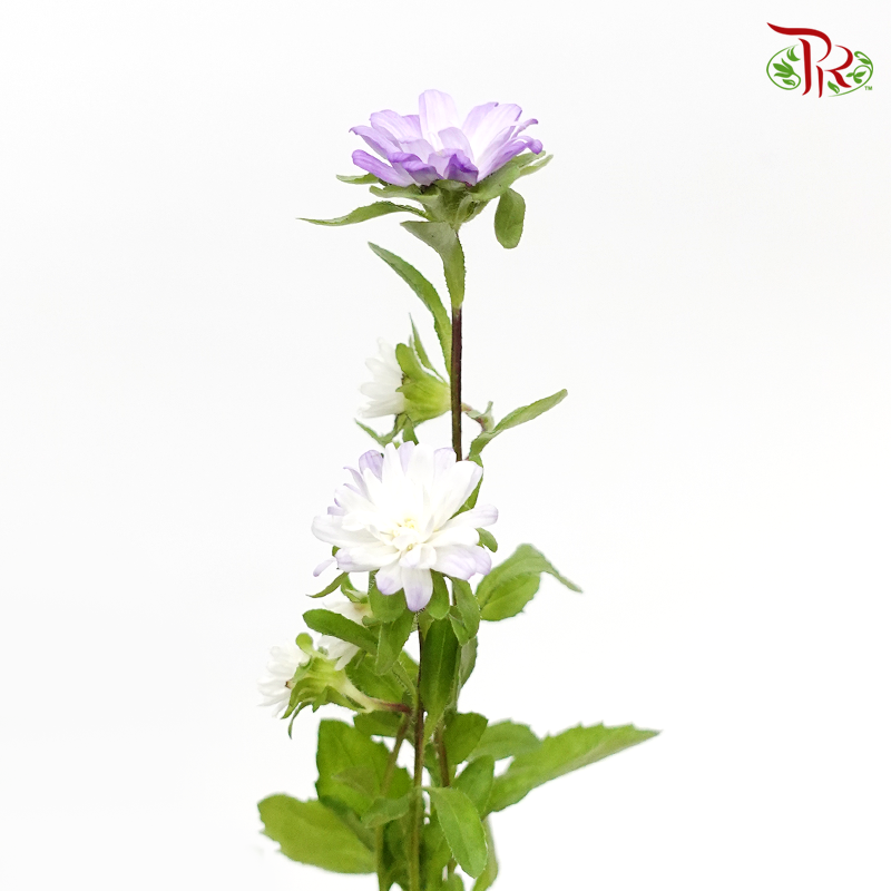 Mini Aster- Purple (5 stems)-Import-prflorist.com.my