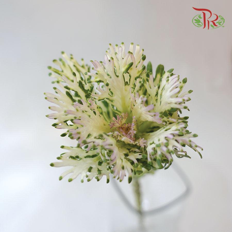 Mini Brassica - Lace White (5 Stems)-White-Netherland-prflorist.com.my
