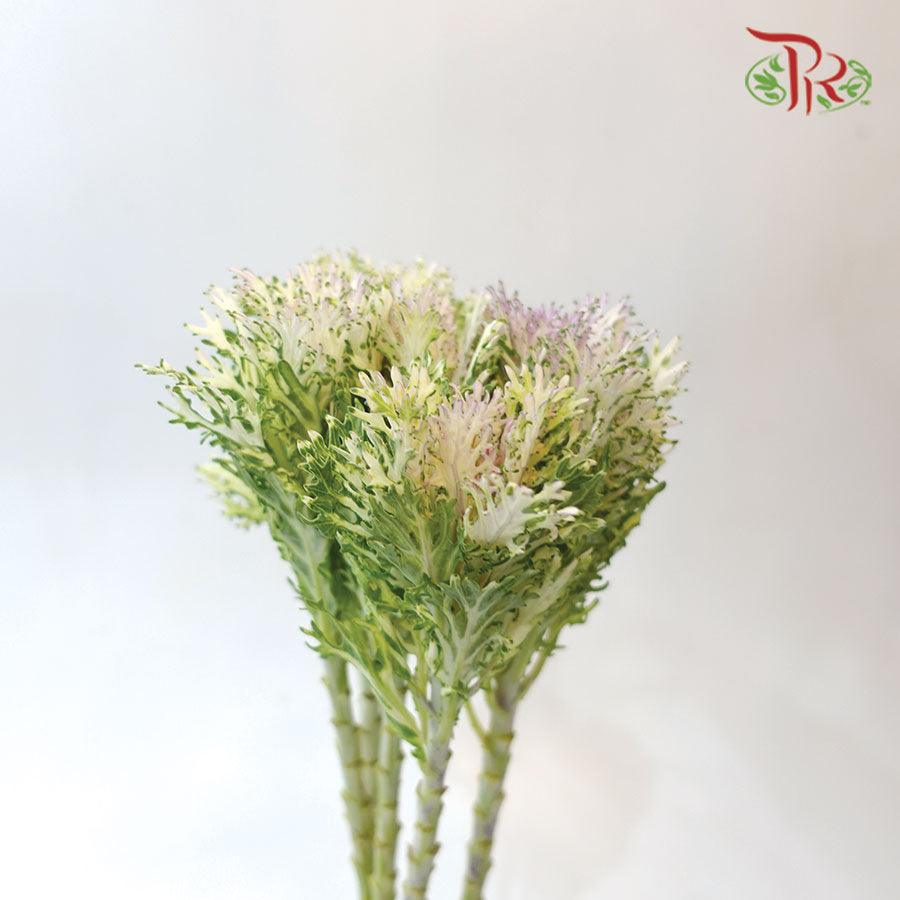 Mini Brassica - Lace White (5 Stems)-White-Netherland-prflorist.com.my