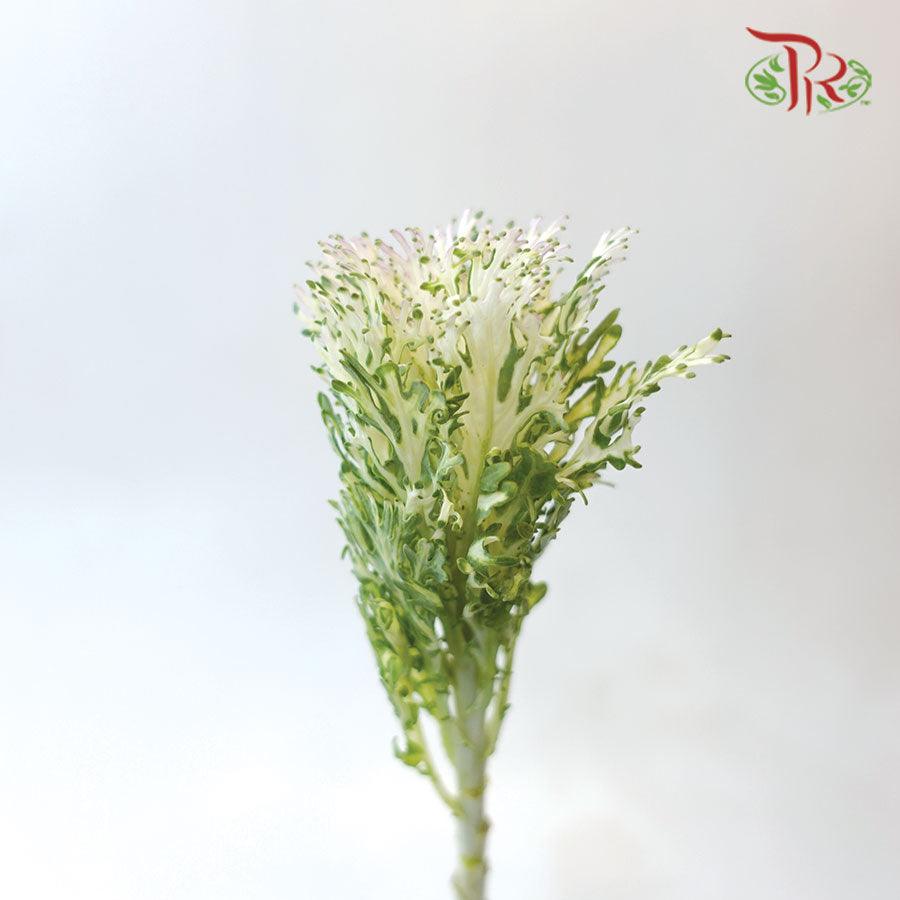 Mini Brassica - Lace White (5 Stems)-White-Netherland-prflorist.com.my
