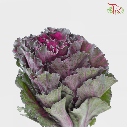 Mini Brassica - Purple (5 Stems)-Purple-Netherland-prflorist.com.my