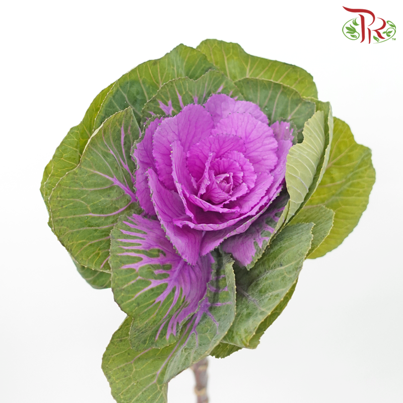 Mini Brassica - Purple (5 Stems)-Purple-Netherland-prflorist.com.my