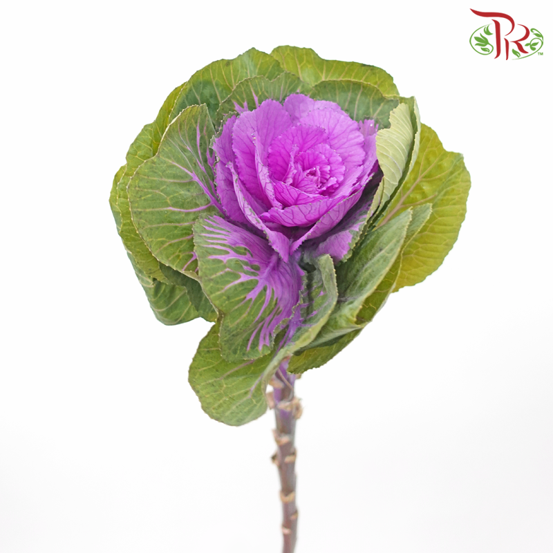 Mini Brassica - Purple (5 Stems)-Purple-Netherland-prflorist.com.my