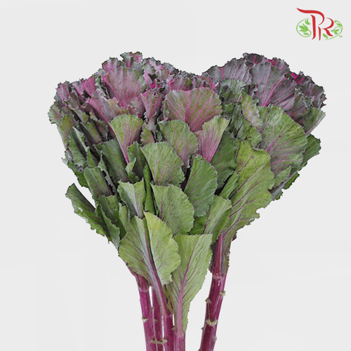Mini Brassica - Purple (5 Stems)-Purple-Netherland-prflorist.com.my
