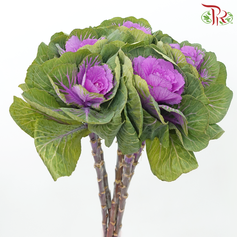 Mini Brassica - Purple (5 Stems)-Purple-Netherland-prflorist.com.my
