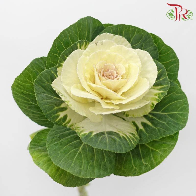 Mini Brassica - White (5 Stems)-White-Netherland-prflorist.com.my