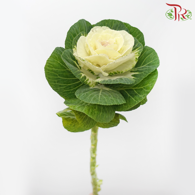 Mini Brassica - White (5 Stems)-White-Netherland-prflorist.com.my