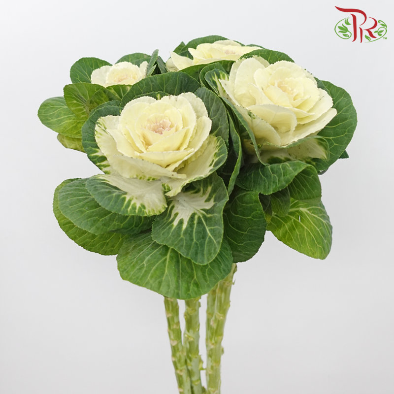 Mini Brassica - White (5 Stems)-White-Netherland-prflorist.com.my