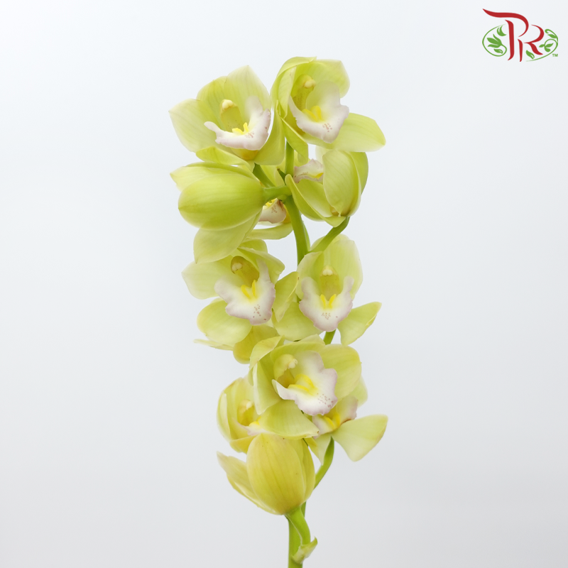 Mini Cymbidium - Light Green With Light Purple Lips (Per Stem)-Light Green With Light Purple Lips-Japan-prflorist.com.my