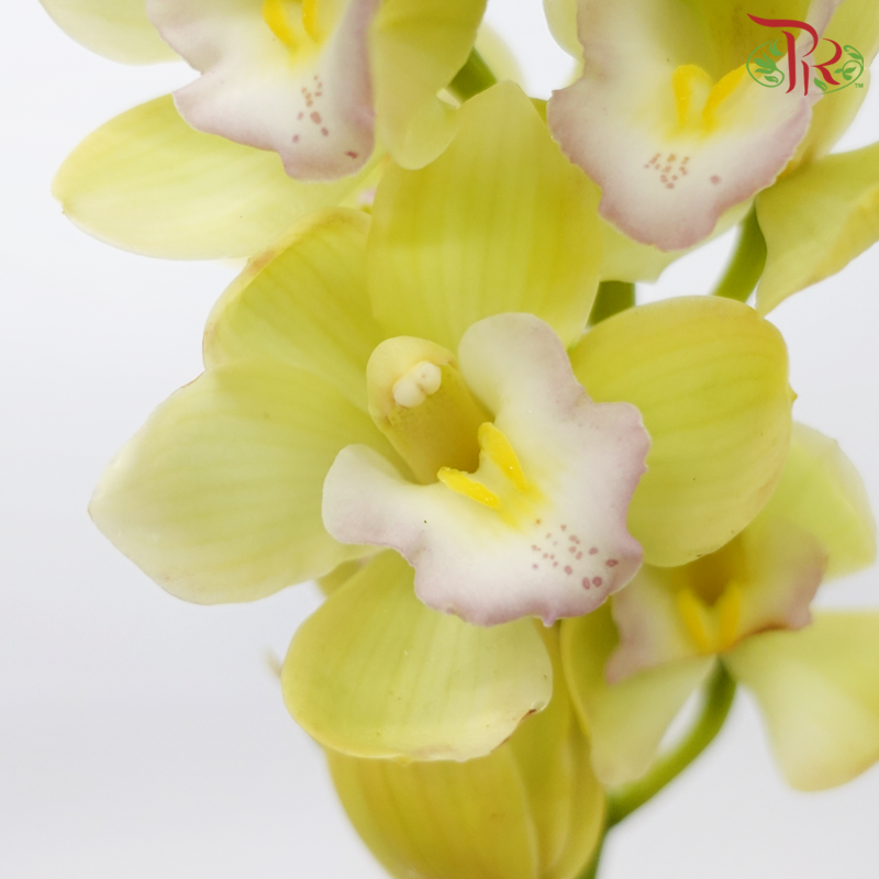 Mini Cymbidium - Light Green With Light Purple Lips (Per Stem)-Light Green With Light Purple Lips-Japan-prflorist.com.my