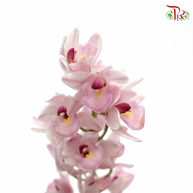 Mini Cymbidium - Light Pink (Per Stem)-Japan-prflorist.com.my