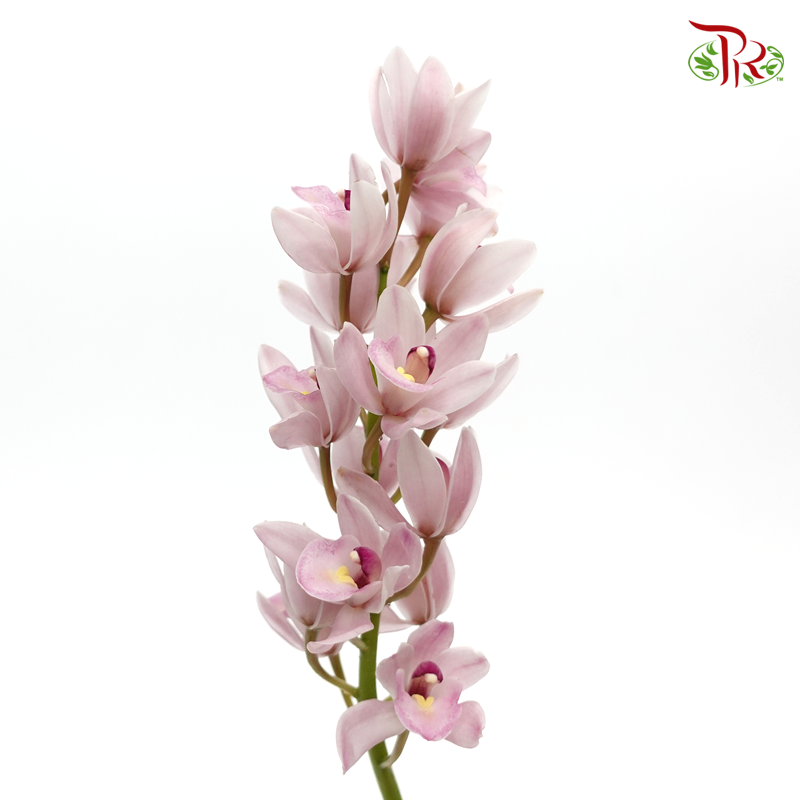 Mini Cymbidium - Light Pink (Per Stem)-Japan-prflorist.com.my