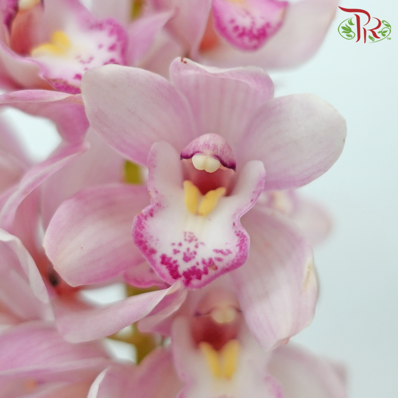 Mini Cymbidium - Light Purple With Yellow Lips (Per Stem)-Light Purple With Yellow Lips-Japan-prflorist.com.my