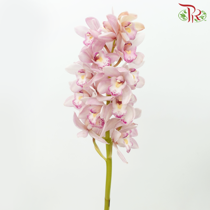 Mini Cymbidium - Light Purple With Yellow Lips (Per Stem)-Light Purple With Yellow Lips-Japan-prflorist.com.my