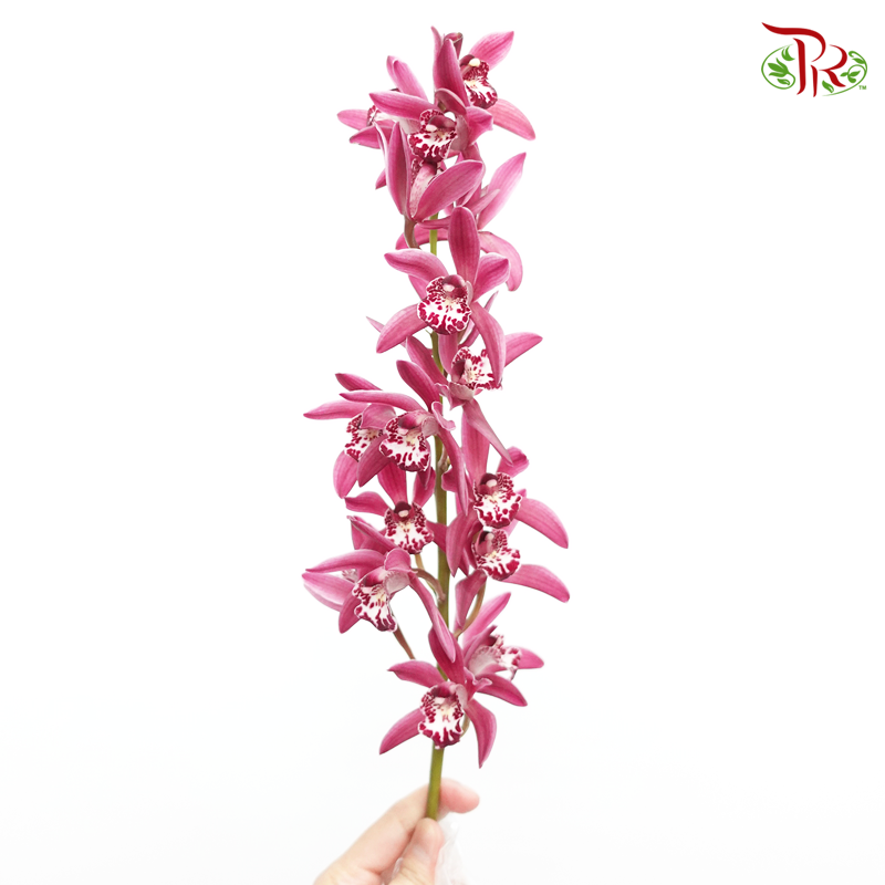 Mini Cymbidium - Pink (Per Stem)-Japan-prflorist.com.my