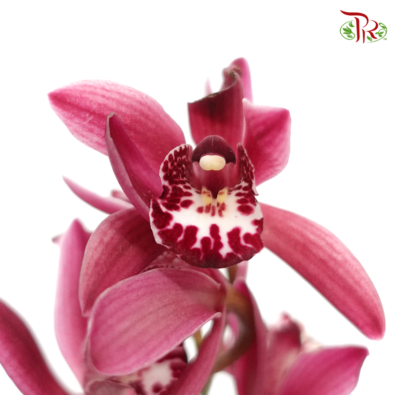 Mini Cymbidium - Pink (Per Stem)-Japan-prflorist.com.my