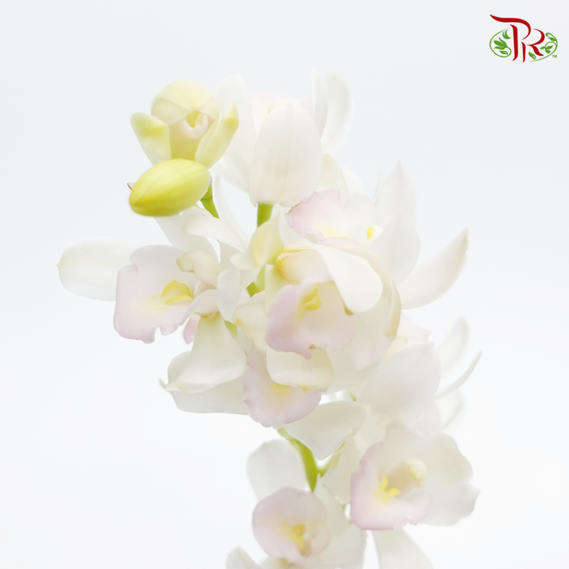 Mini Cymbidium - White With Light Pink Lips (Per Stem)-Japan-prflorist.com.my