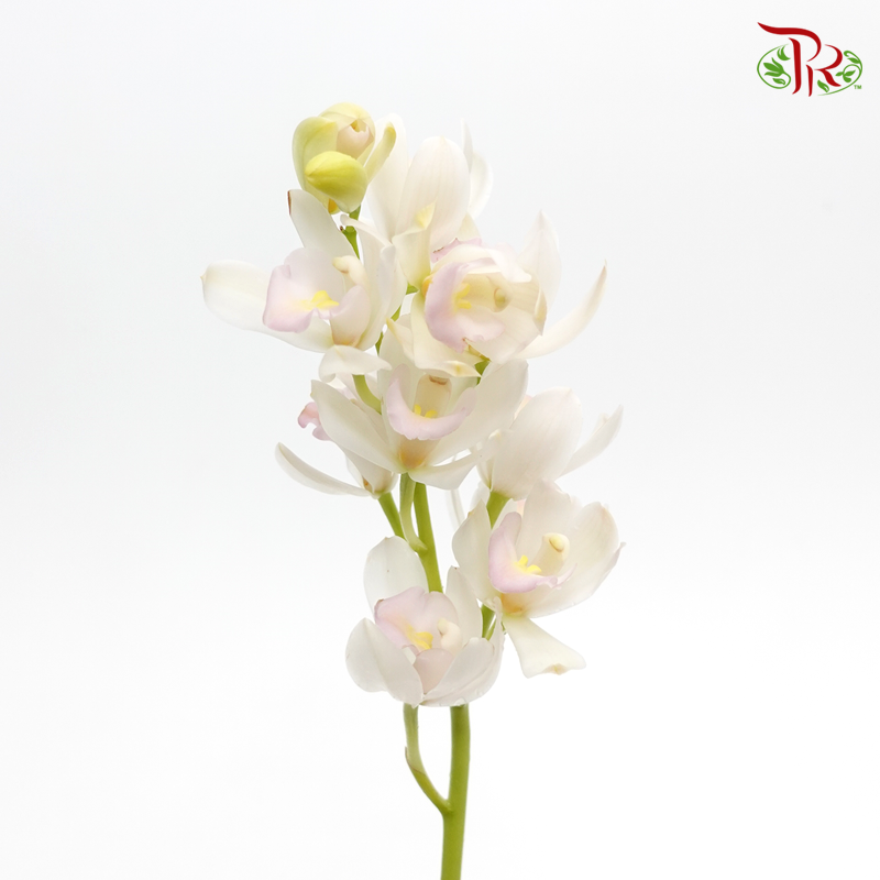 Mini Cymbidium - White With Light Pink Lips (Per Stem)-Japan-prflorist.com.my