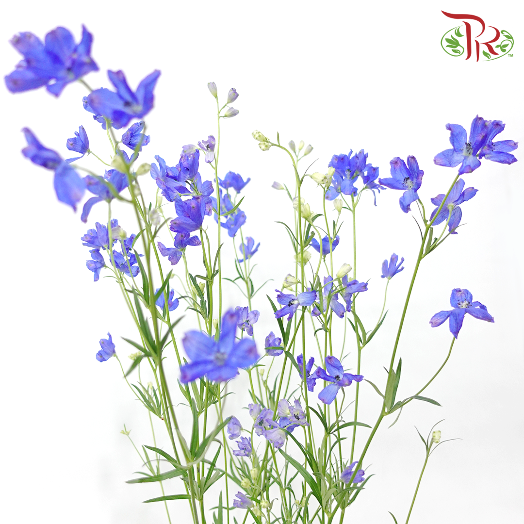 Mini Delphinium Grandiflorum - Morpho Grand Blue (5 Stems)-Blue-Vietnam-prflorist.com.my