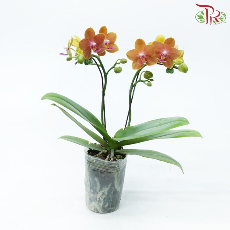 Mini Double Stem Phalaenopsis Orchid - Orange With Pink Lip-Orange With Pink Lip-Pudu Ria Florist-prflorist.com.my
