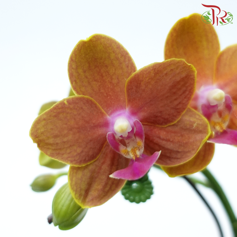 Mini Double Stem Phalaenopsis Orchid - Orange With Pink Lip-Orange With Pink Lip-Pudu Ria Florist-prflorist.com.my
