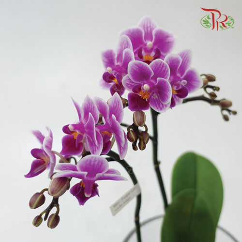 Mini Double Stem Phalaenopsis Orchid - Purple SRM1299 (Without Vase)-Pudu Ria Florist-prflorist.com.my