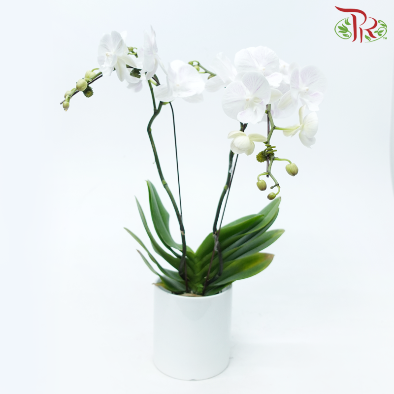 Mini Double Stem Phalaenopsis Orchid - White SKBL12 *Excluded Pot*-White-Pudu Ria Florist-prflorist.com.my