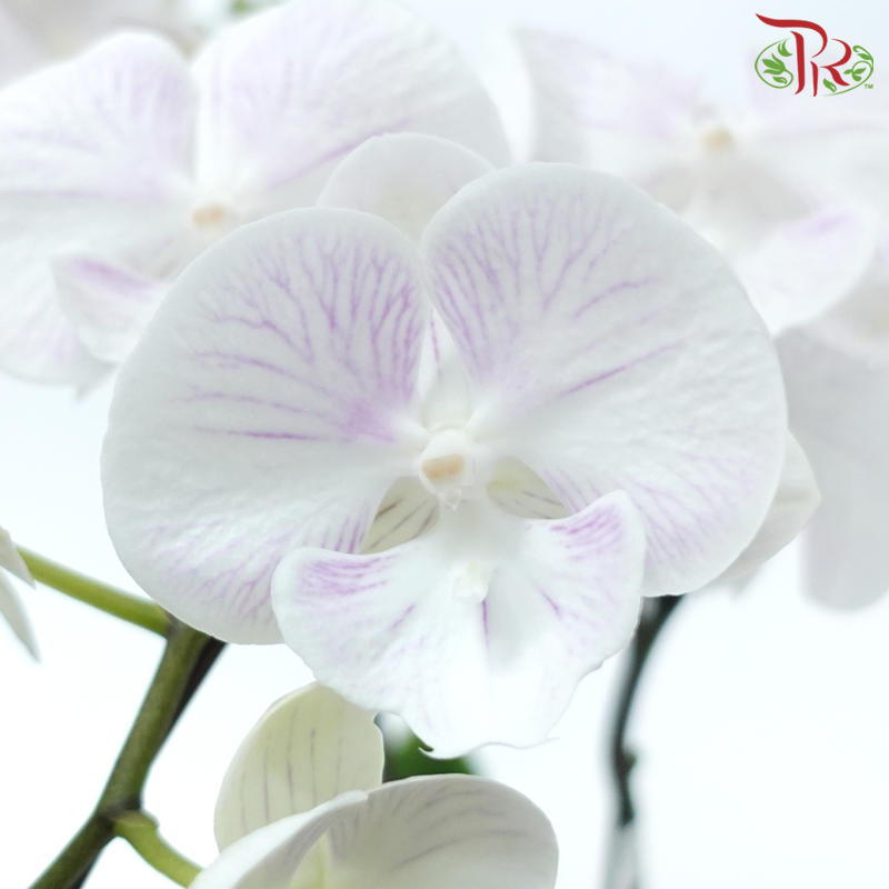 Mini Double Stem Phalaenopsis Orchid - White SKBL12 *Excluded Pot*-White-Pudu Ria Florist-prflorist.com.my
