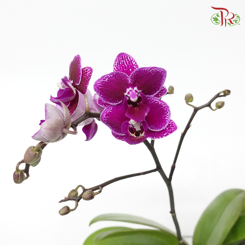 Mini Double Stems Phalaenopsis Orchid