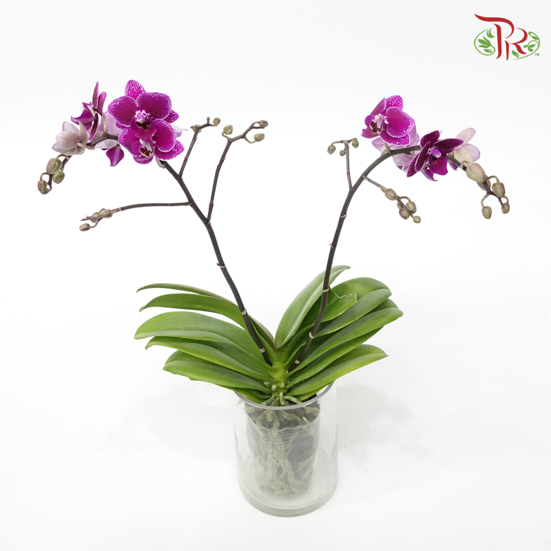 Mini Double Stems Phalaenopsis Orchid