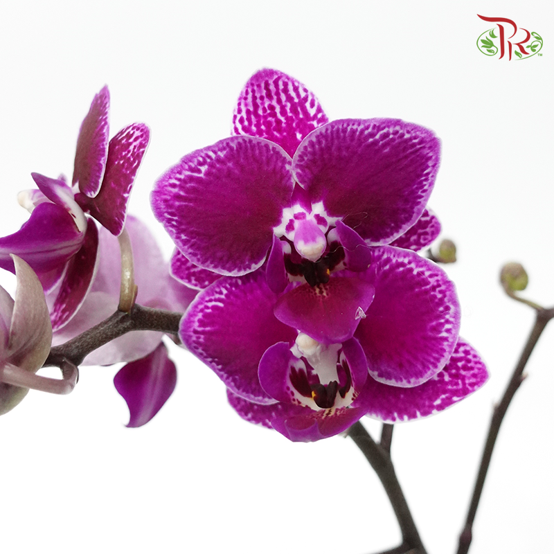Mini Double Stems Phalaenopsis Orchid