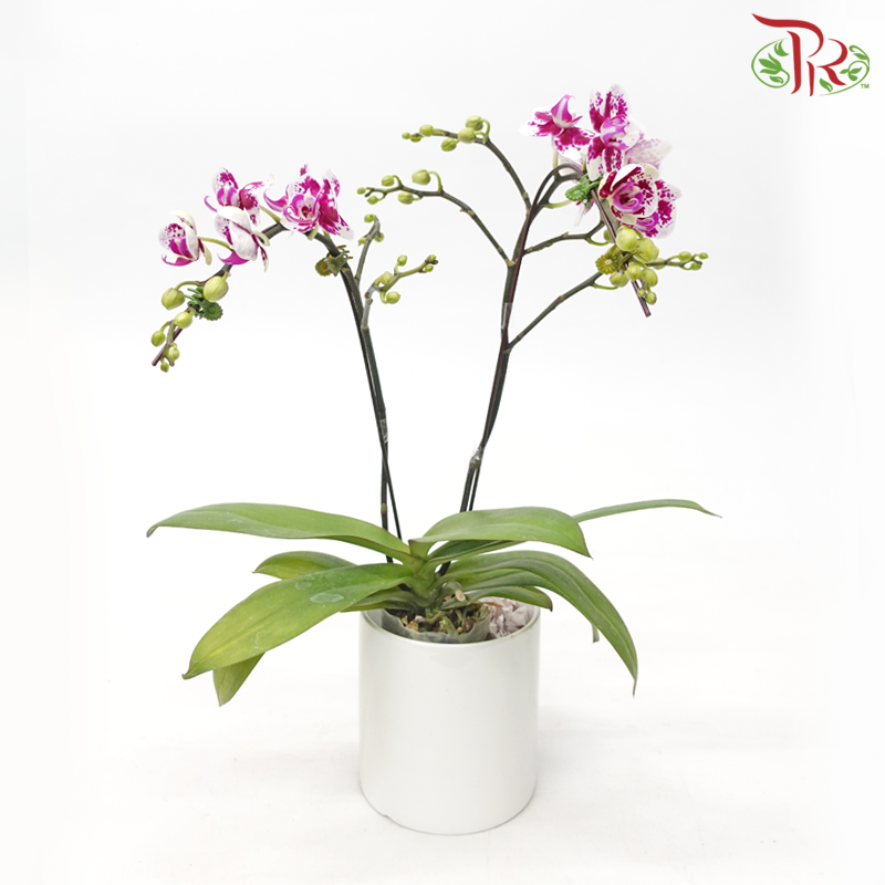 Mini Double Stems Phalaenopsis Orchid - White With Purple Spots (SK420-1) (Without Pot)-White With Purple Spots-Vietnam-prflorist.com.my