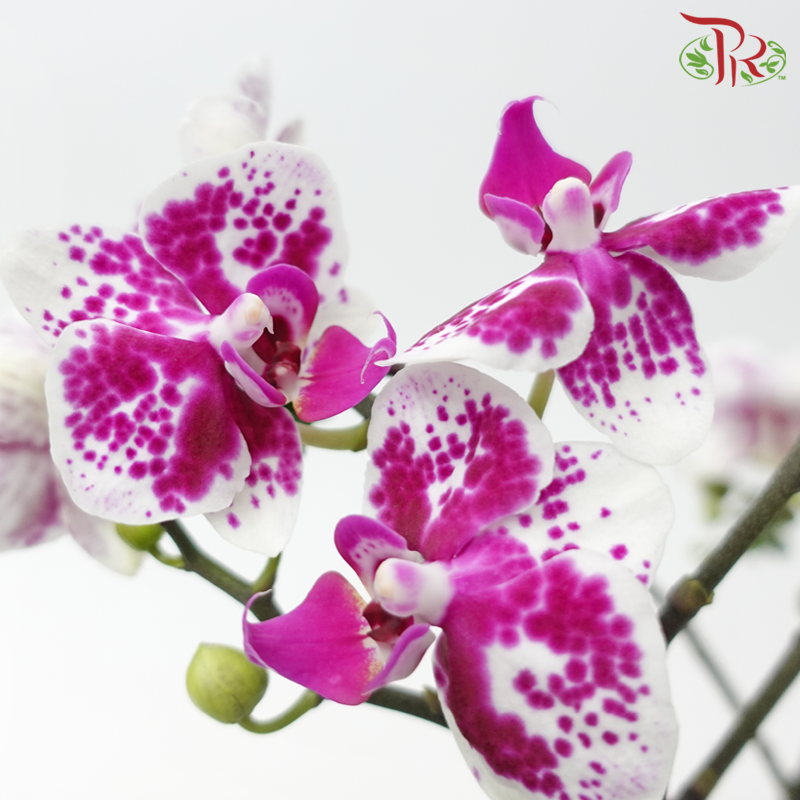 Mini Double Stems Phalaenopsis Orchid - White With Purple Spots (SK420-1) (Without Pot)-White With Purple Spots-Vietnam-prflorist.com.my