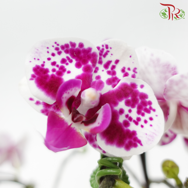 Mini Double Stems Phalaenopsis Orchid - White With Purple Spots (SK420-1) (Without Pot)-White With Purple Spots-Vietnam-prflorist.com.my
