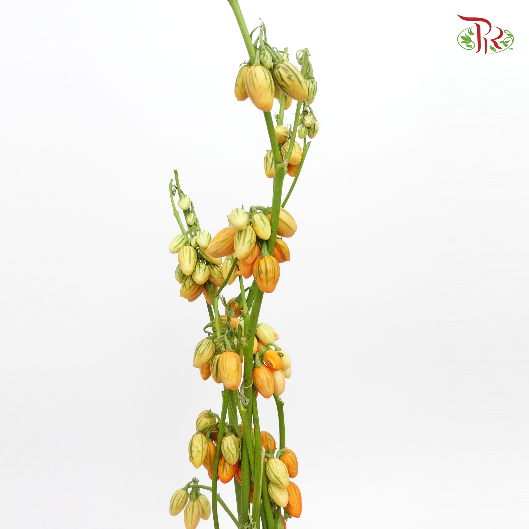 Mini Melon - (Per Bunch)-China-prflorist.com.my