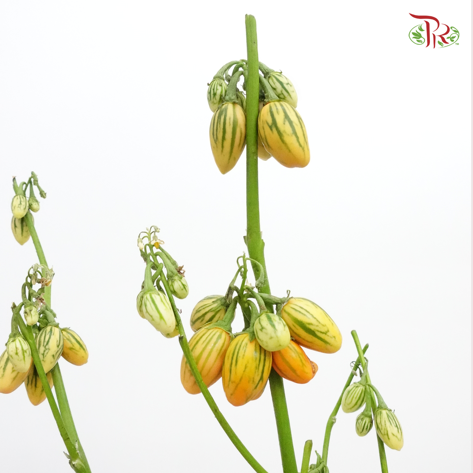 Mini Melon - (Per Bunch)-China-prflorist.com.my