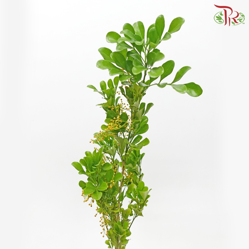 Mini Murraya - (Per Bunch)-Malaysia-prflorist.com.my