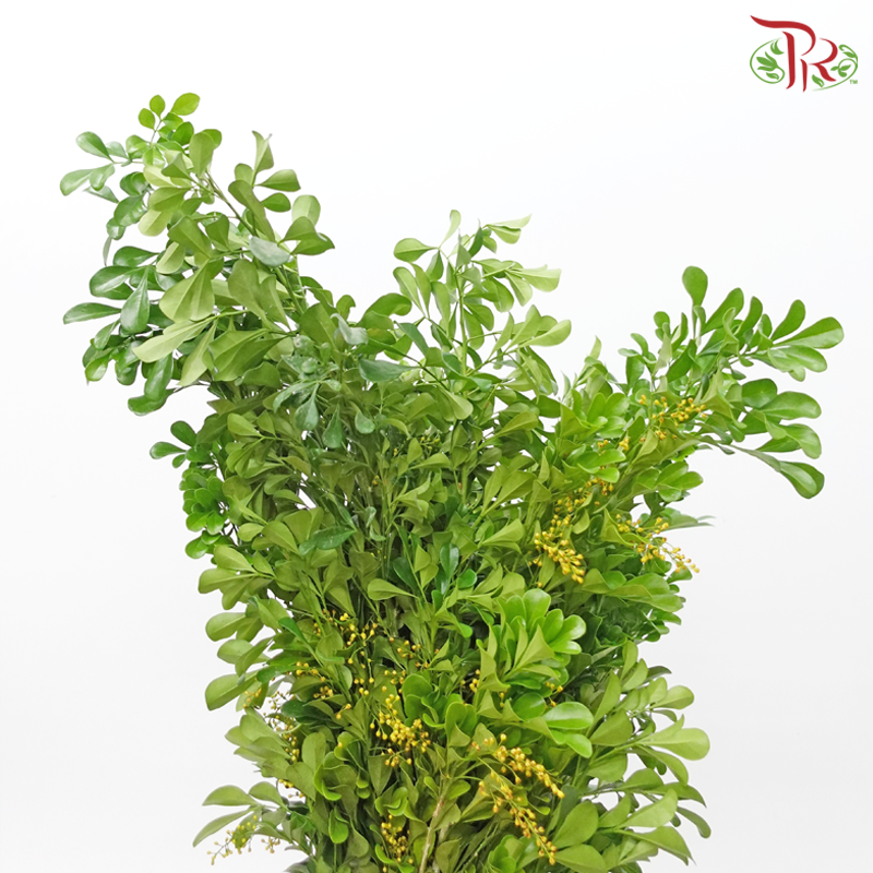 Mini Murraya - (Per Bunch)-Malaysia-prflorist.com.my