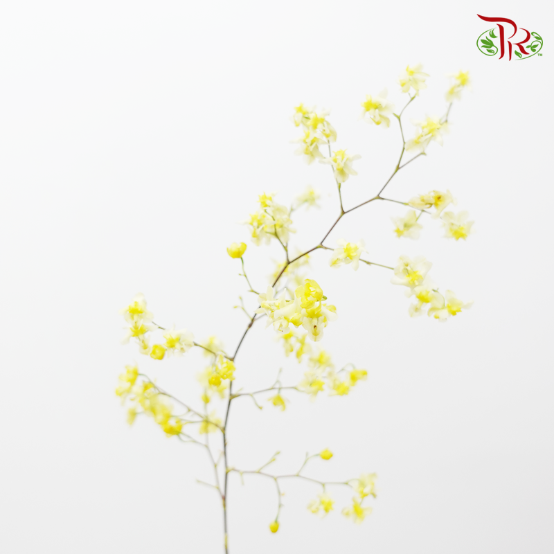Mini Orchid - Cream Lemon Yellow-China-prflorist.com.my