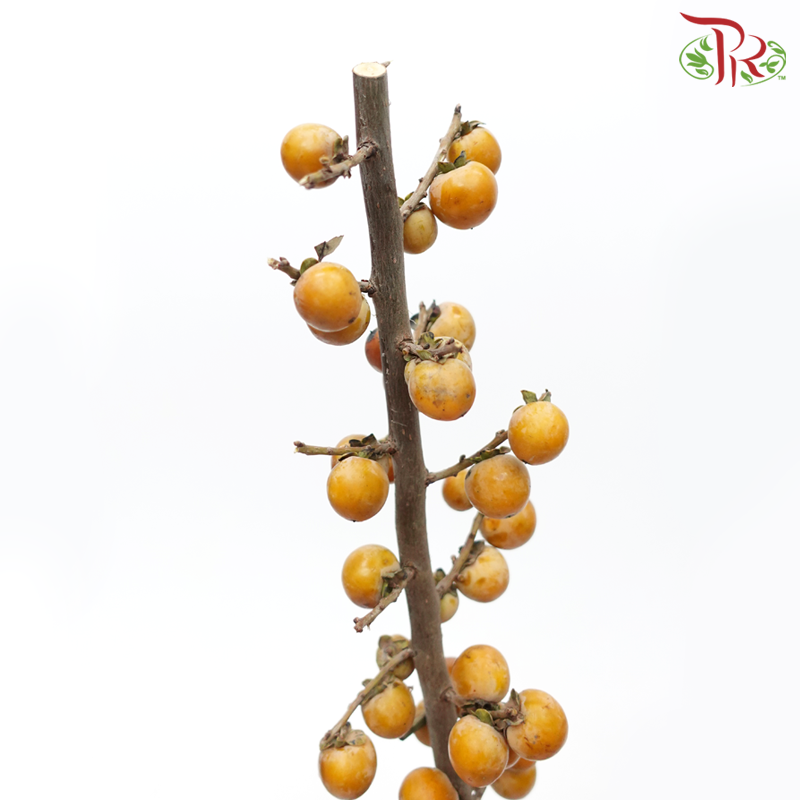 Mini Persimmon - (Per Bunch)-China-prflorist.com.my